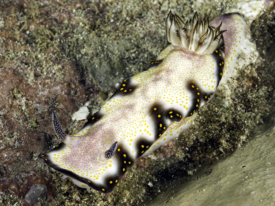Hypselodoris sp. 11
